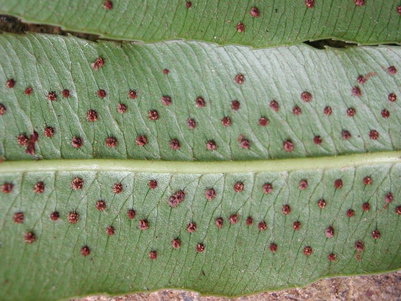 Dryopteridaceae Phanerophlebia macrosora